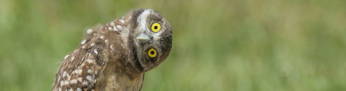 Eule neigt ihren Kopf um 90 Grad