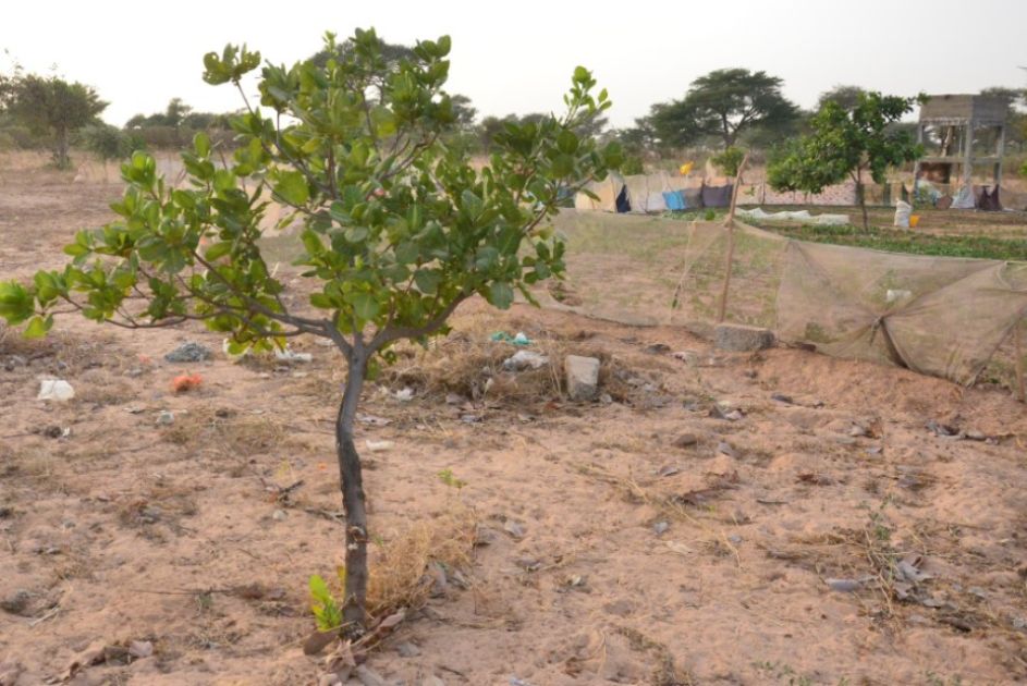 Ein Baum, im Hintergrund Gemüsegarten, trockene Erde