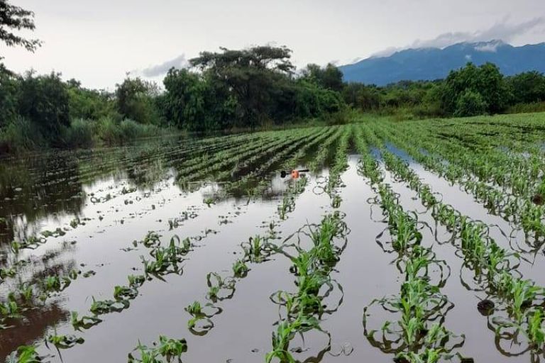 Überschwemmte Maisfelder, San Francisco Menendez, Ahuachapan, El Salvador, Juni 2024