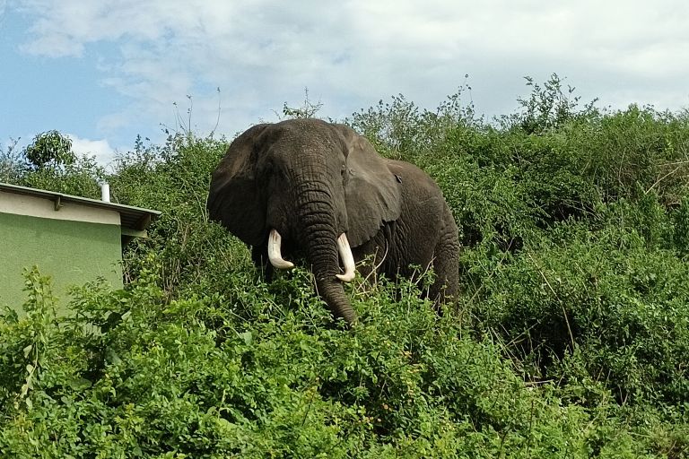 Ein afrikanischer Elefant mit Stoßzähnen Ein Elefant steht in grüner Vegetation
